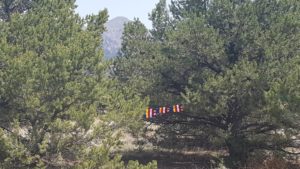 Prayer flags between trees in Crestone